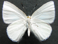 Adult Female Under of Blue Moonbeam - Philiris nitens nitens